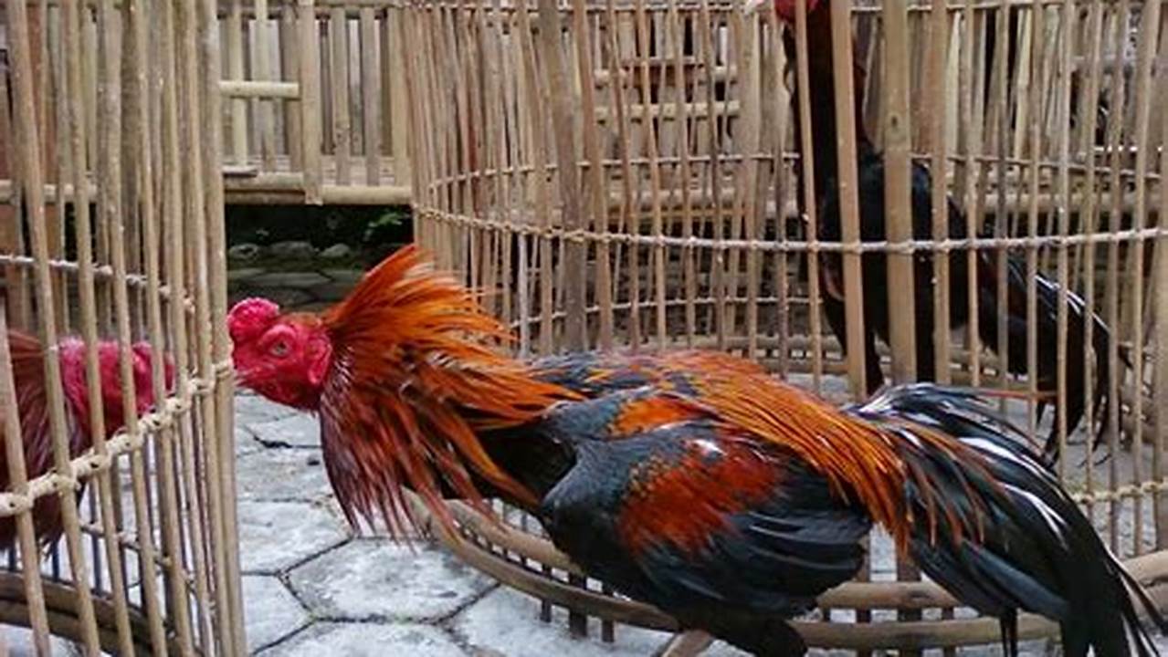 Cara Cepat Membesarkan Ayam Bangkok