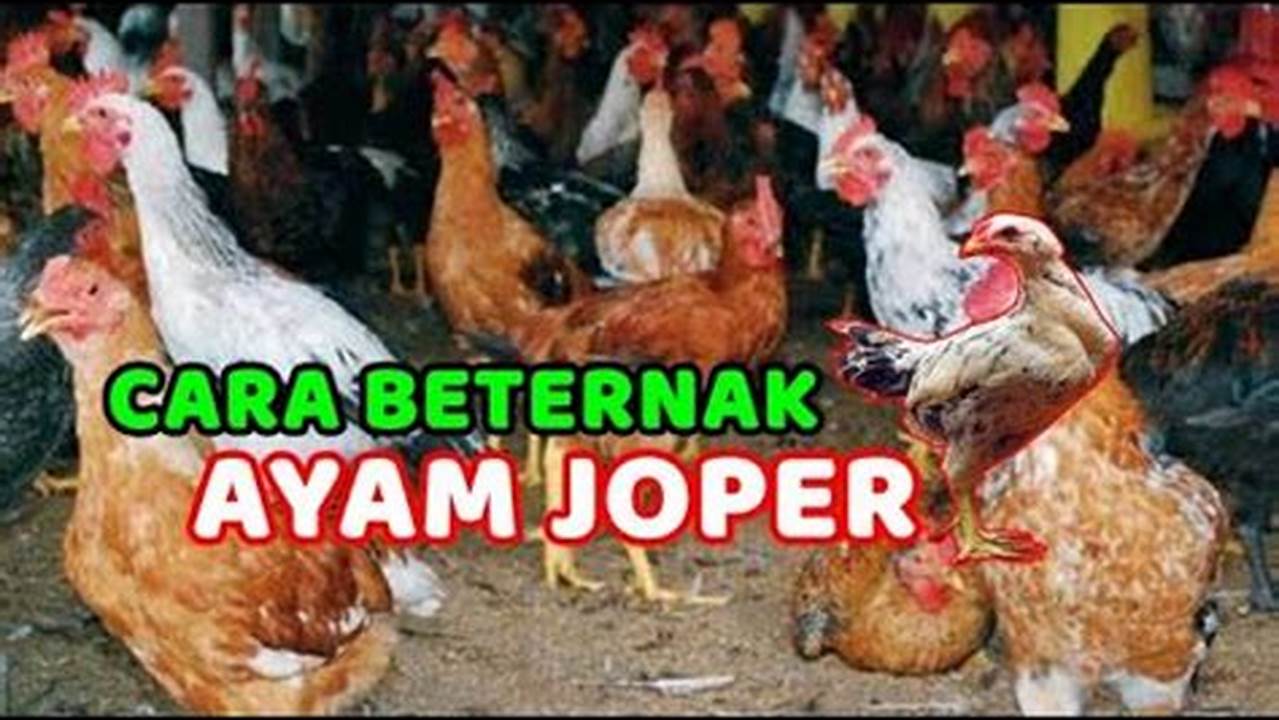 Panduan Lengkap Cara Beternak Ayam Jowo Super