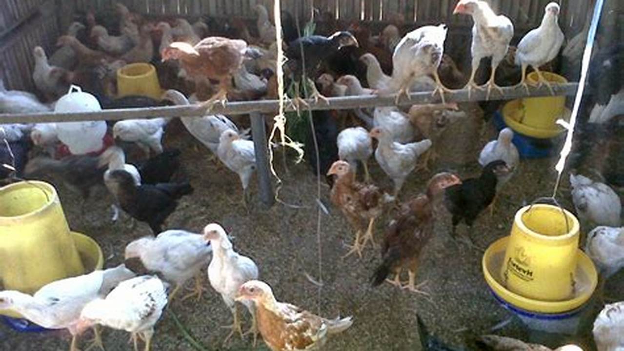 Panduan Lengkap Beternak Ayam Kampung bagi Pemula