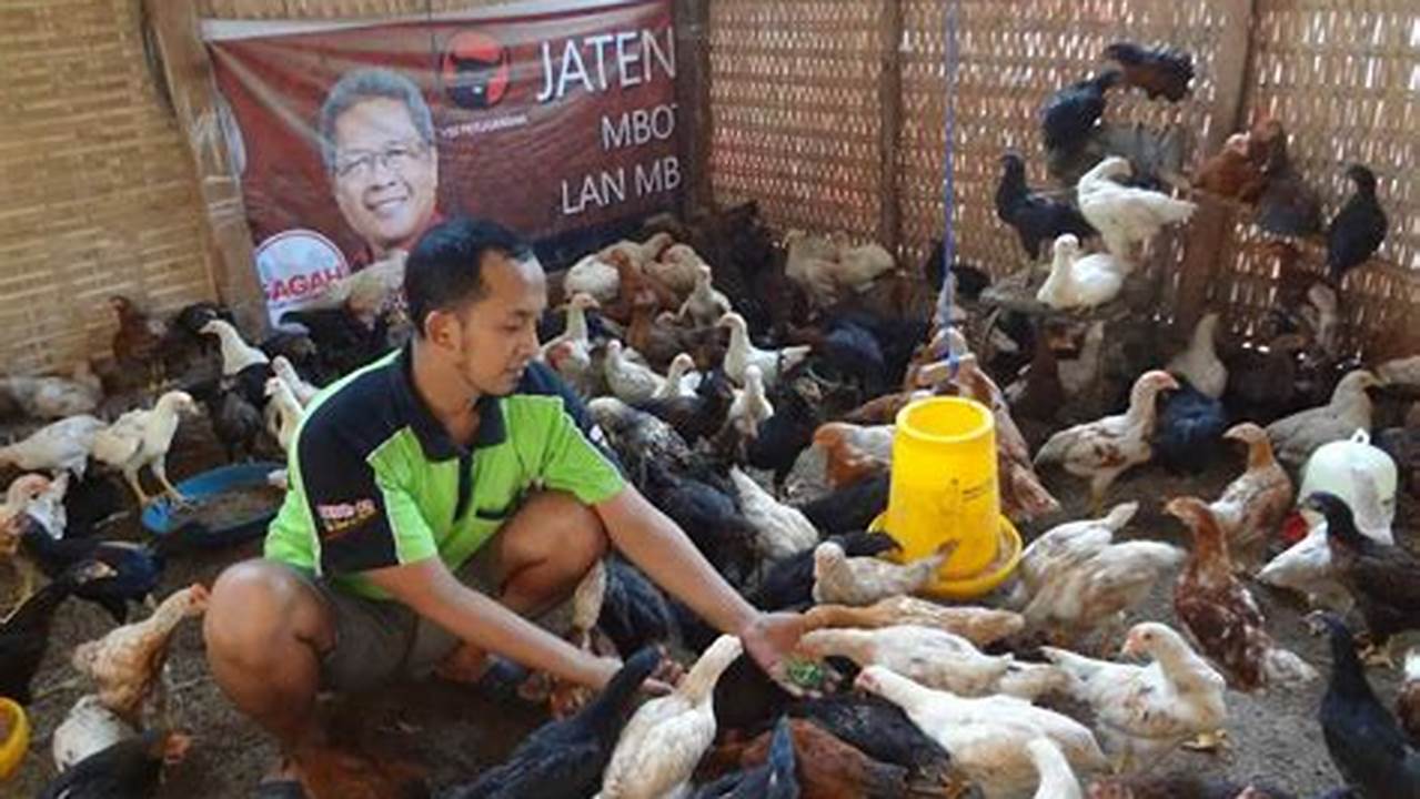 Panduan Lengkap: Cara Beternak Ayam Kampung Cepat Panen