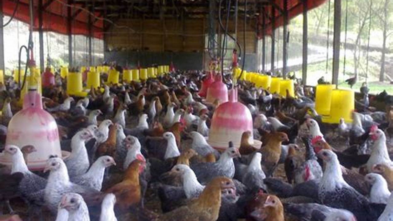 Cara Mudah Beternak Ayam Petelur Kampung