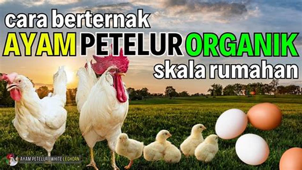 Panduan Lengkap: Cara Beternak Ayam Petelur Rumahan