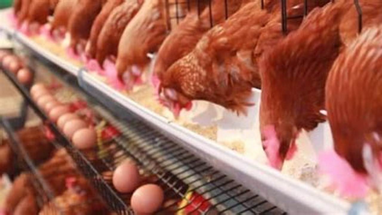 Cara Sukses Beternak Ayam Petelur Tanpa Kandang