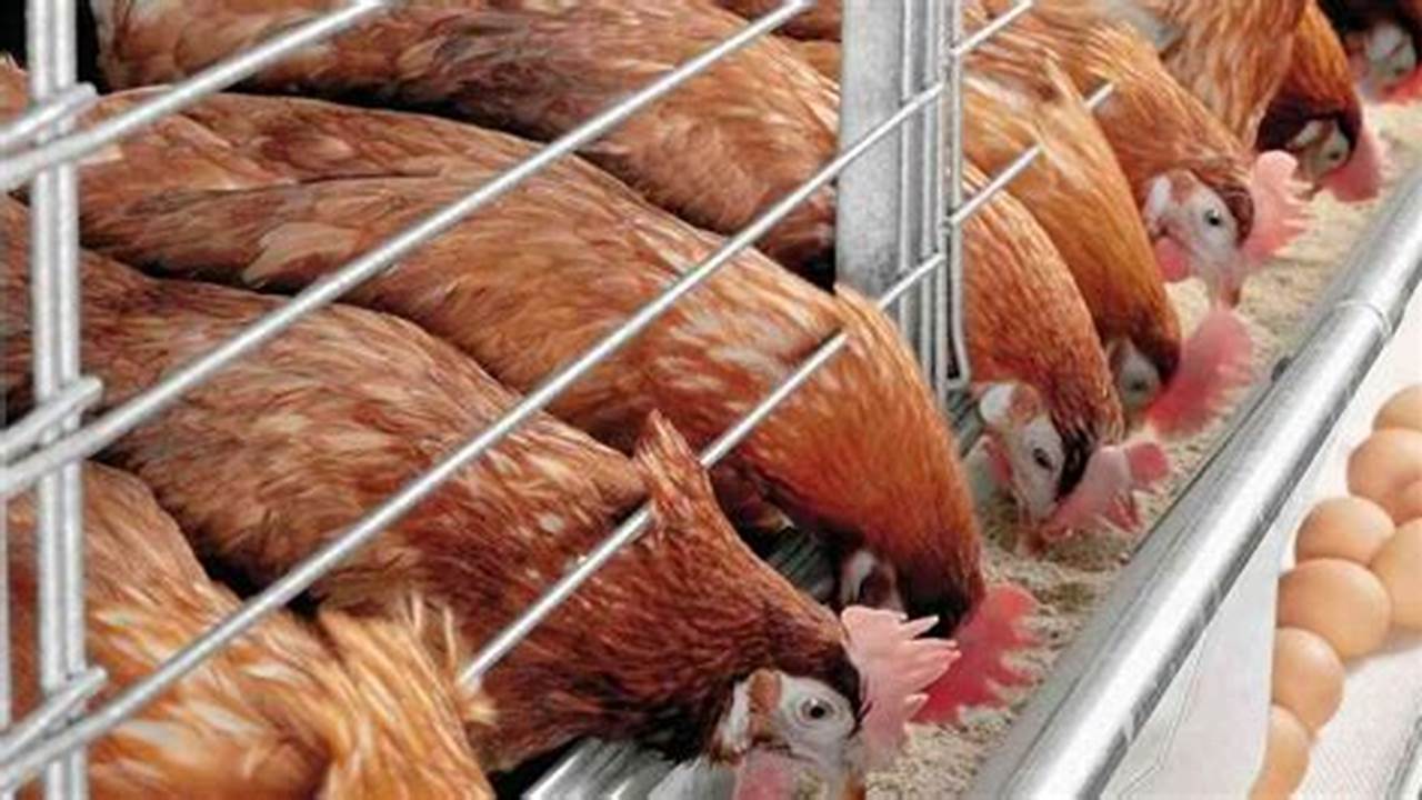 Panduan Lengkap Cara Beternak Ayam Petelur Sukses dari A-Z