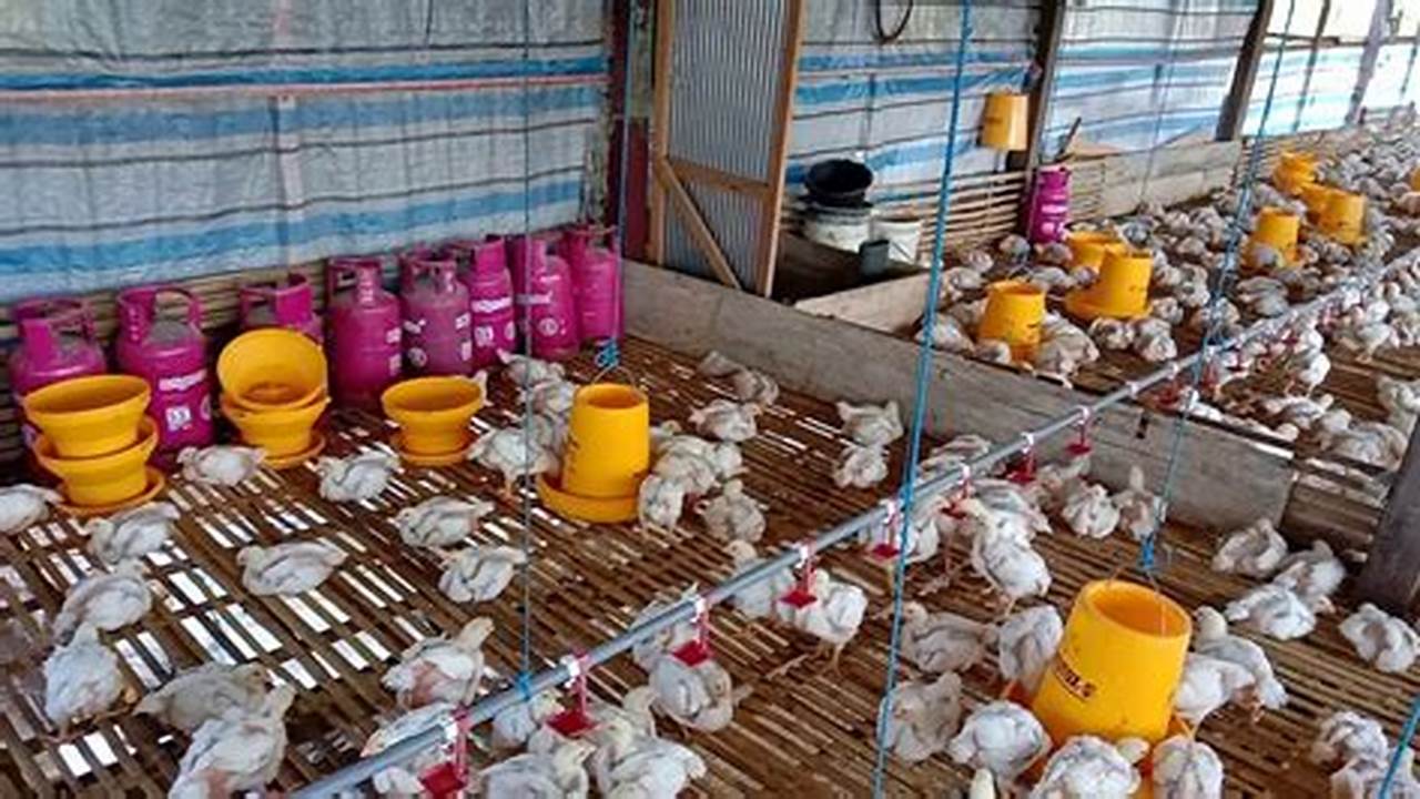 Panduan Lengkap: Cara Beternak Ayam Potong bagi Pemula