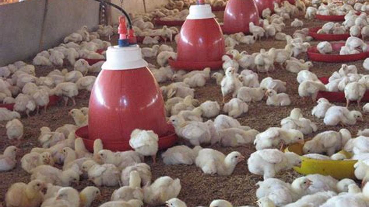Panduan Lengkap: Cara Beternak Ayam yang Baik dan Benar