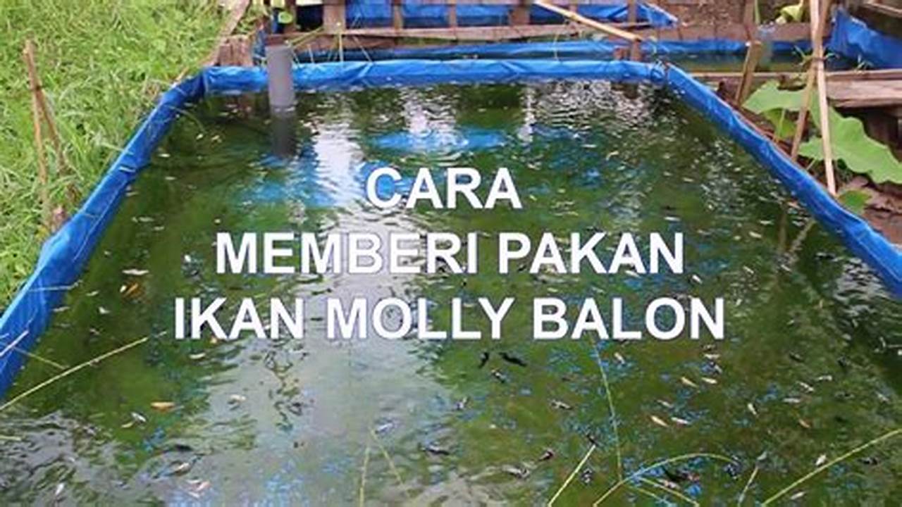 Rahasia Sukses Beternak Ikan Molly untuk Pemula
