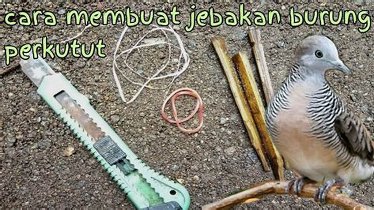 Cara Bikin Jebakan Burung Perkutut Paling Ampuh dan Aman