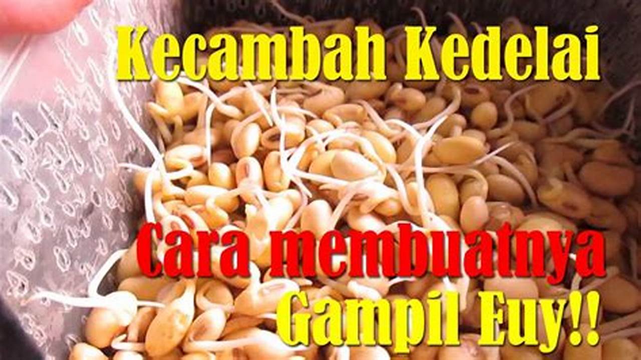 Resep Membuat Kecambah Kedelai: Rahasia Menemukan Superfood di Rumah