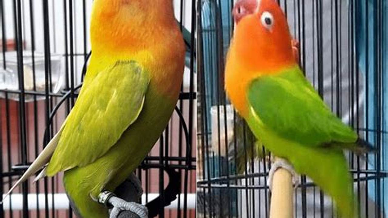 Panduan Lengkap: Cara Mudah Membuat Burung Lovebird Gacor