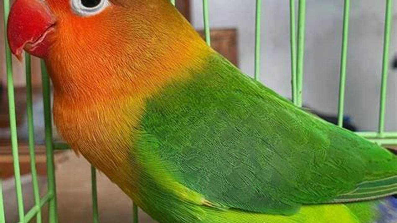 Cara Ampuh Bikin Burung Lovebird Ngekek Panjang