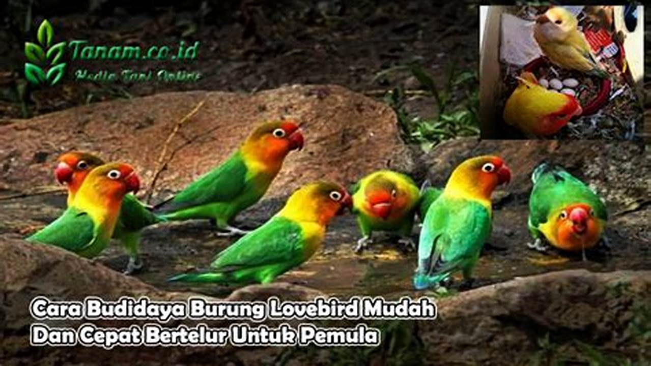 Panduan Lengkap: Cara Budidaya Burung Lovebird untuk Pemula