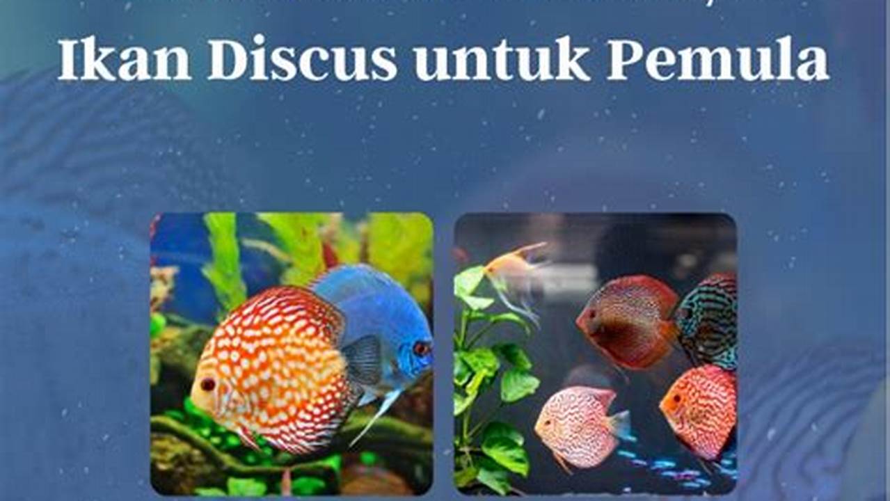 Temukan Rahasia Terbaru Budidaya Ikan Discus dalam Panduan PDF Eksklusif!