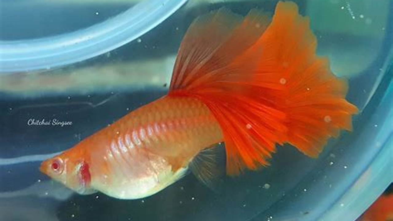 Rahasia Budidaya Ikan Guppy Albino: Panduan Lengkap untuk Pemula