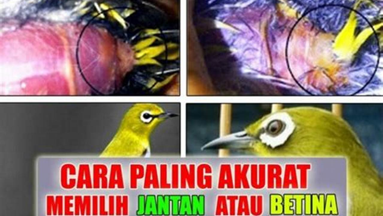 Cara Mudah Mengetahui Kelamin Burung Pleci