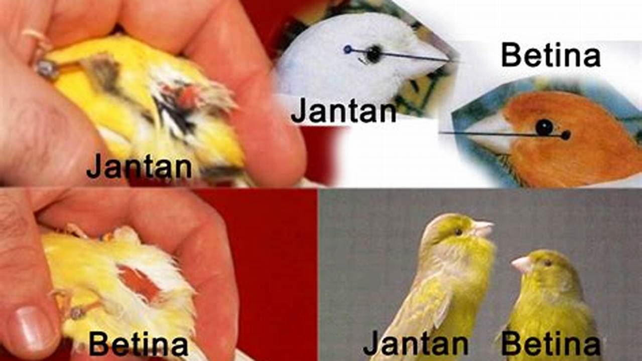 Cara Membedakan Jenis Kelamin Burung Kenari Anakan