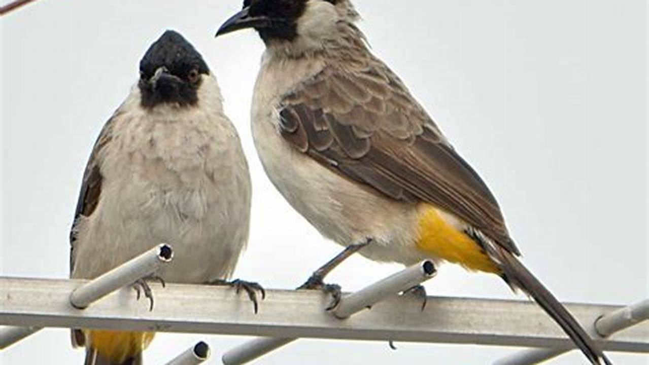 Cara Membedakan Burung Kutilang dan Trucukan: Panduan Lengkap