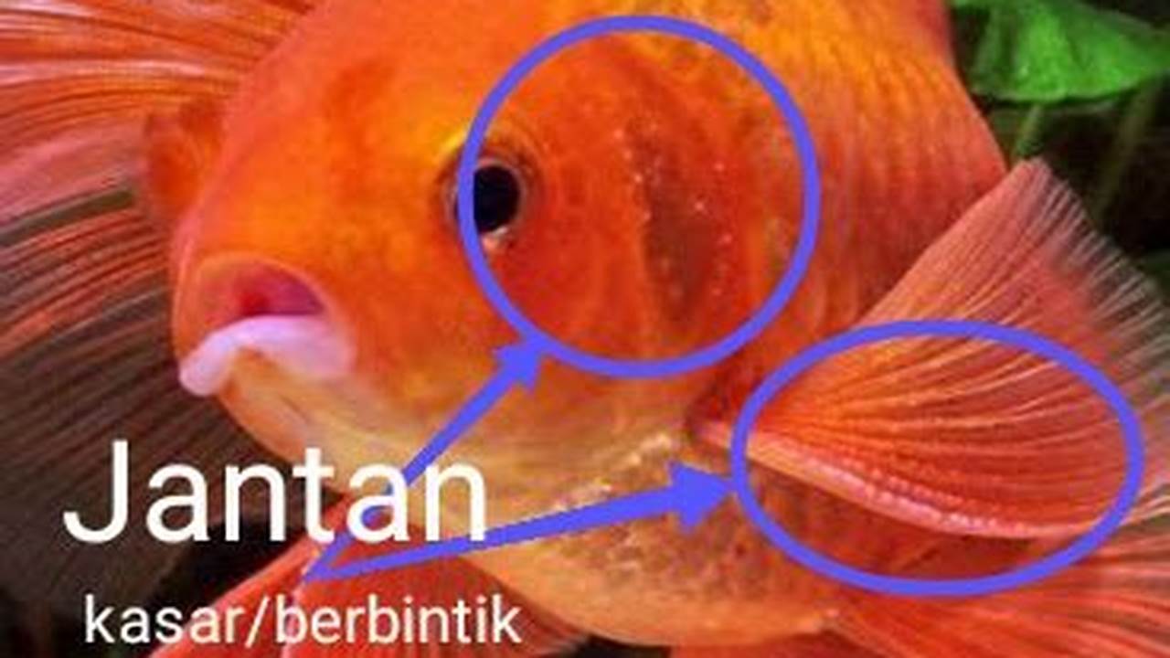 Rahasia Membedakan Ikan Komet Jantan & Betina yang Belum Terungkap