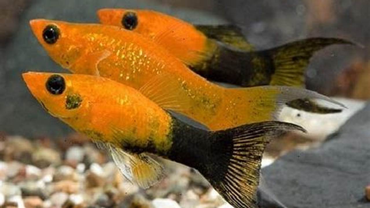 Rahasia Membedakan Ikan Molly dan Platy: Temukan Perbedaan Mencengangkan!