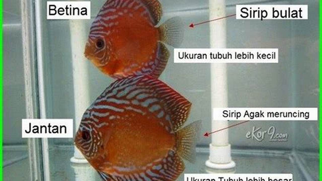 Rahasia Membedakan Ikan Discus Jantan dan Betina yang Belum Terungkap