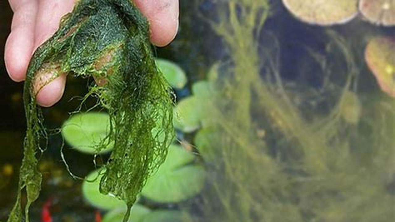 Rahasia Pembersihan Lumut Kolam Ikan Koi yang Tidak Terungkap