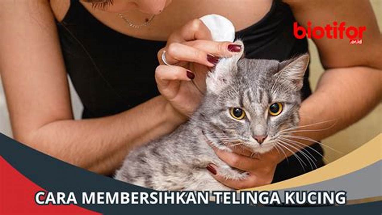 Panduan Lengkap Membersihkan Telinga Kucing untuk Kesehatan Telinga yang Optimal