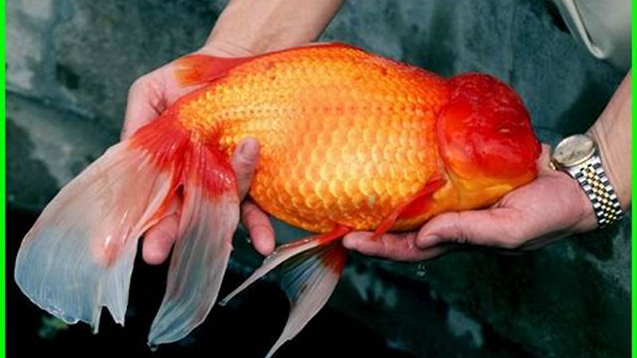 Rahasia Ampuh Membesarkan Ikan Koki dengan Cepat dan Sehat