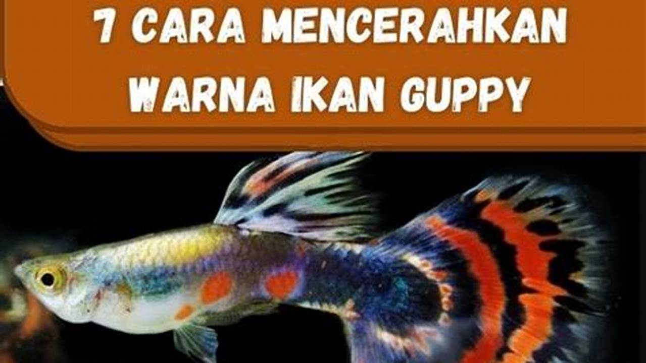 Rahasia Wujudkan Warna Ikan Guppy Cemerlang, Penemuan Mencengangkan!