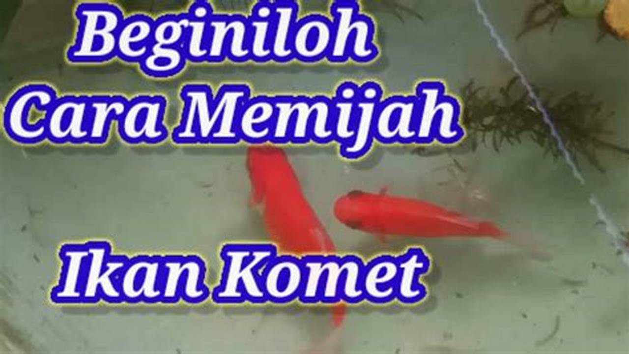 Temukan Rahasia Memijahkan Ikan Komet, Panduan Lengkap untuk Ikan Sehat dan Berkualitas