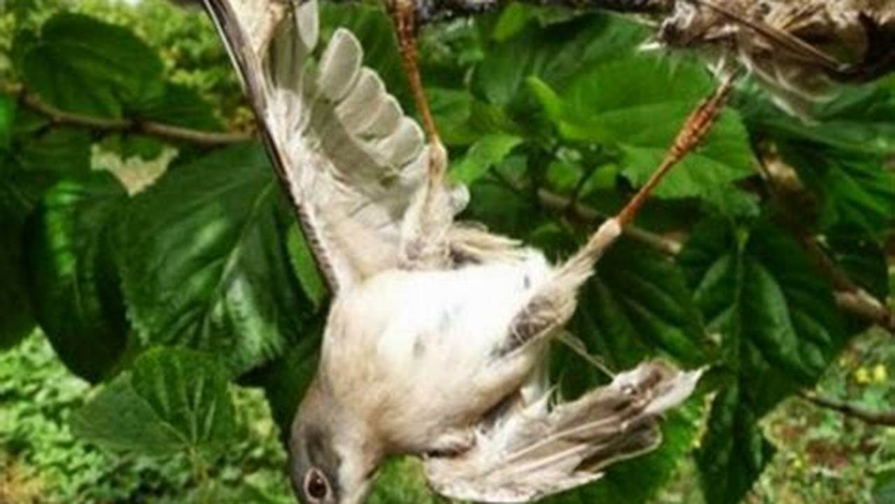 Rahasia Memikat Burung Kutilang dengan Pulut Terbukti Ampuh