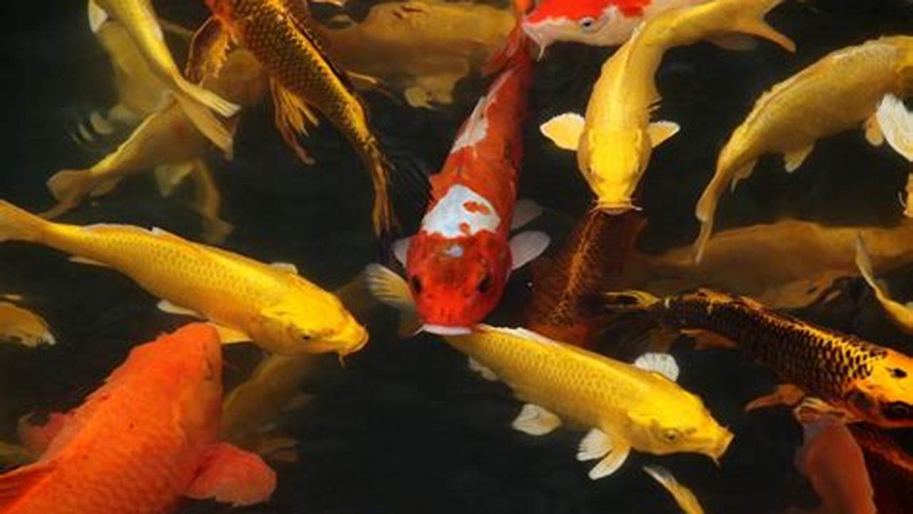 Rahasia Memilih Bibit Ikan Koi Unggul, Dijamin Sukses!