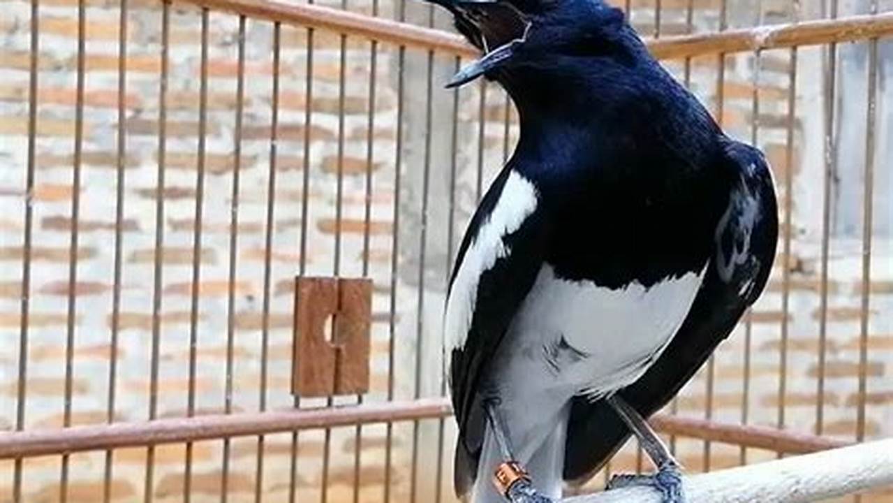 Panduan Memilih Burung Kacer yang Unggul untuk Arena Lomba