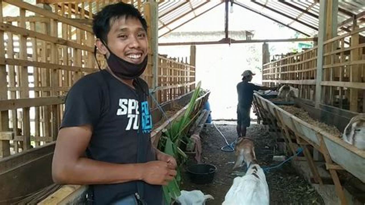 Tips Terbaik: Cara Memilih Kambing untuk Ternak yang Tepat