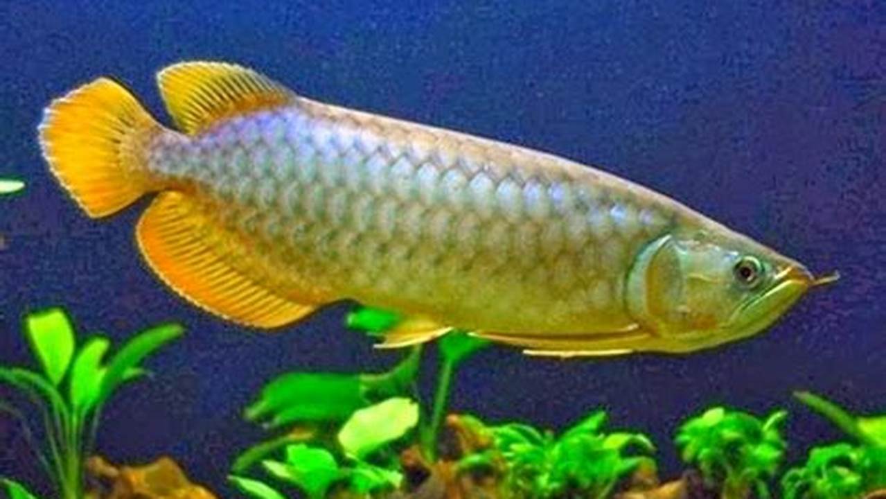 Rahasia Dahsyat: Cara Jitu Tingkatkan Nafsu Makan Ikan Arwana!