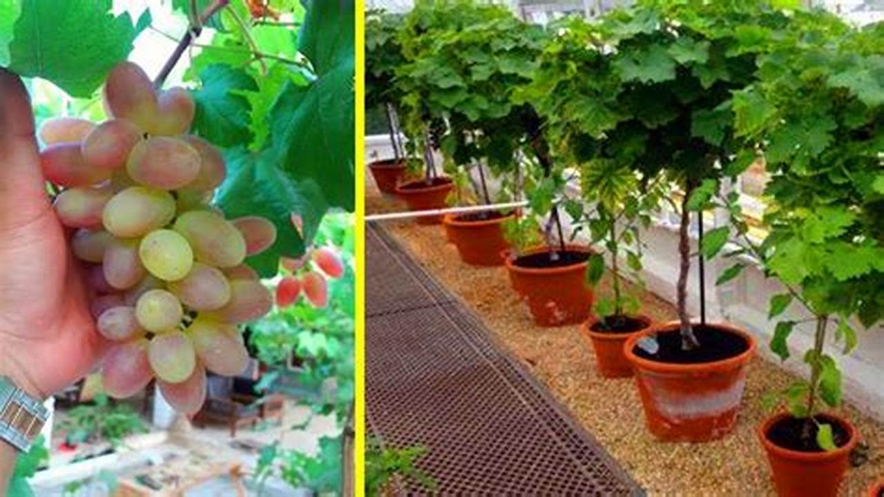 Cara Menanam Pohon Anggur Di Pot