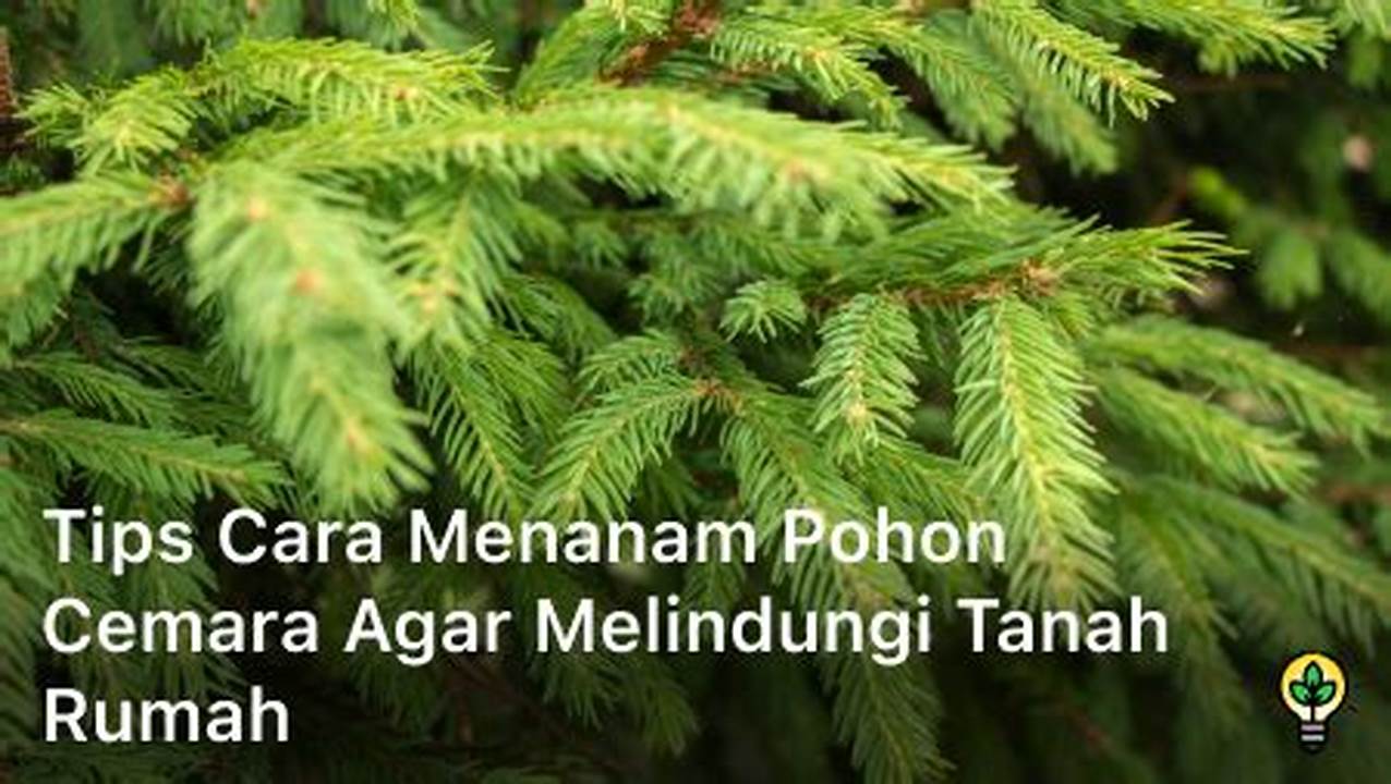 Cara Menanam Pohon Cemara Dari Batang