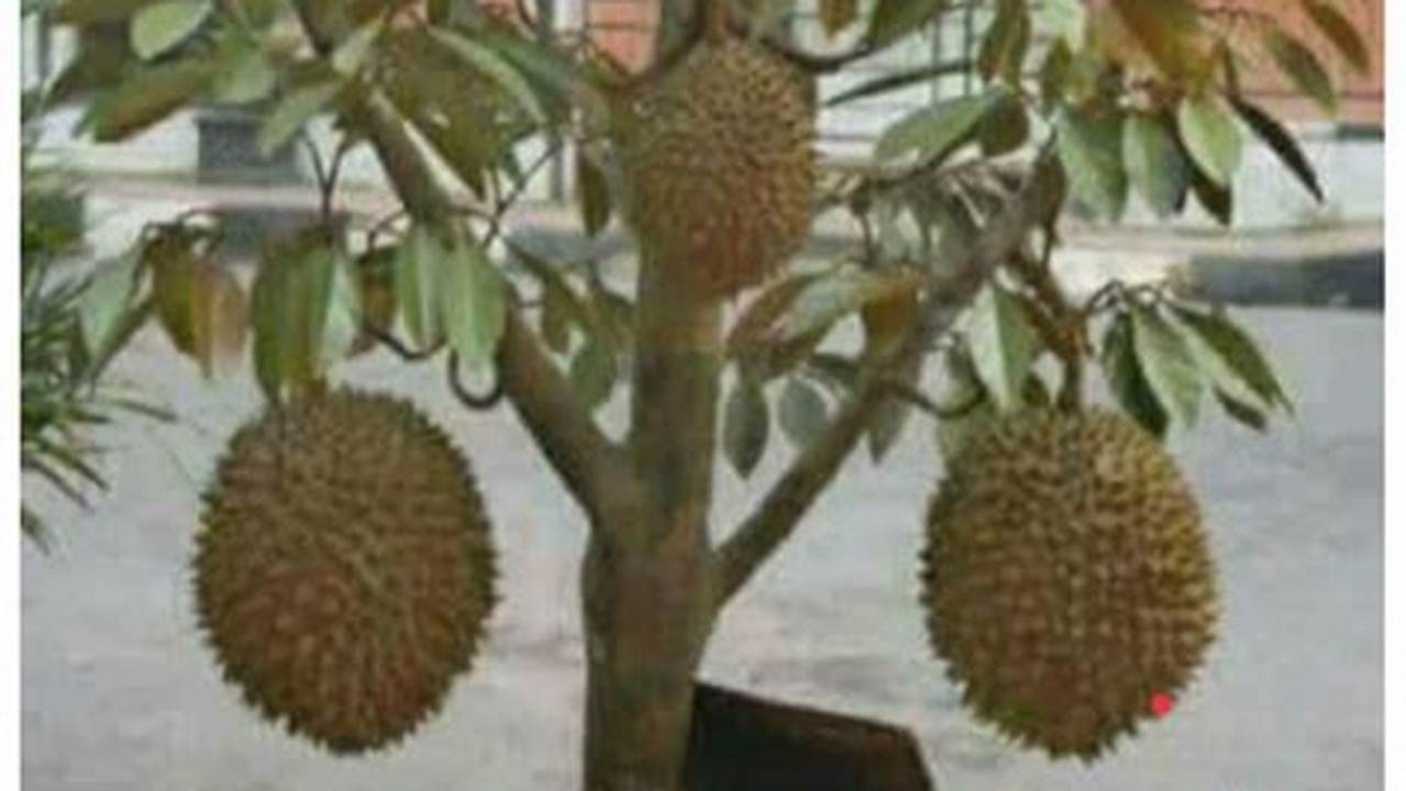 Cara Menanam Pohon Durian Di Halaman Rumah