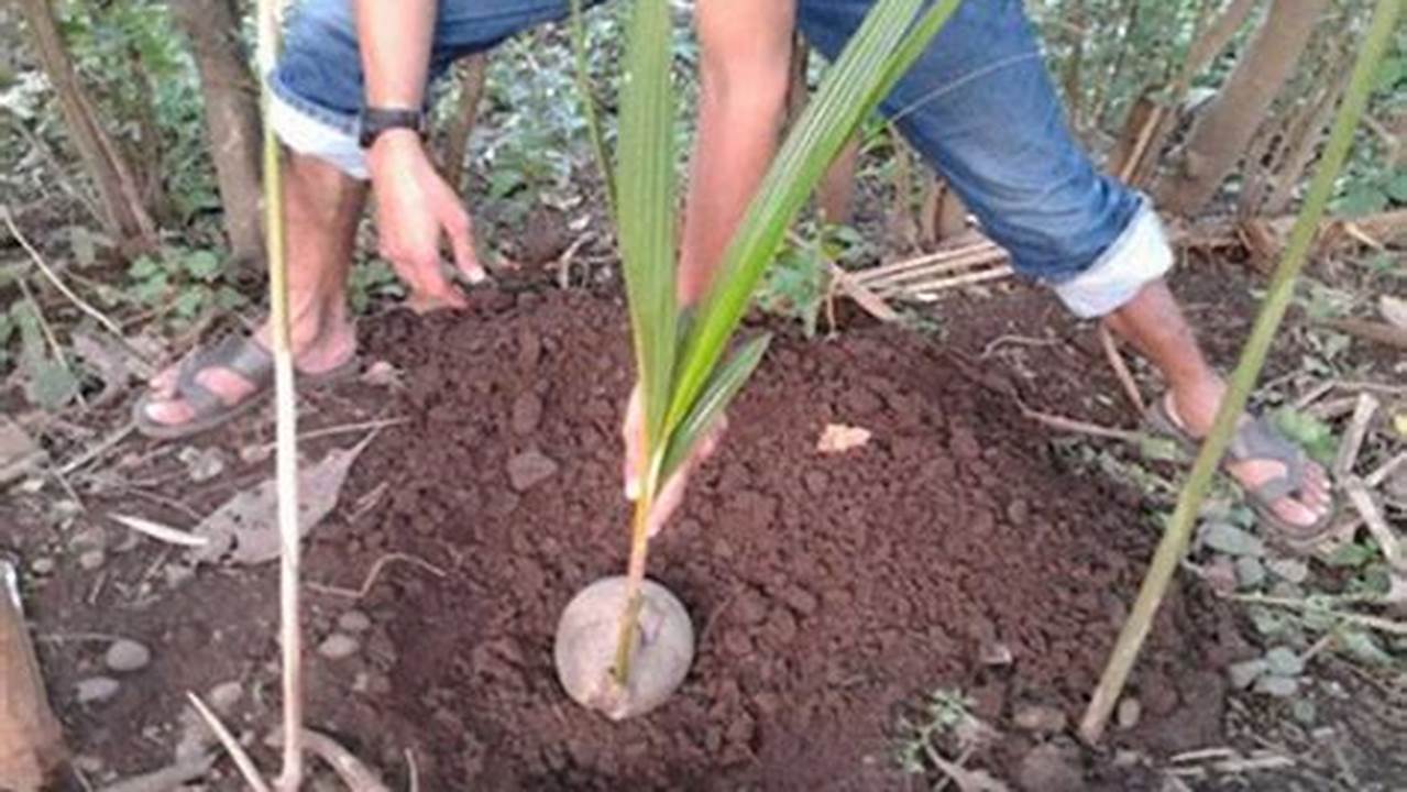 Cara Menanam Pohon Kelapa Hibrida Agar Cepat Berbuah