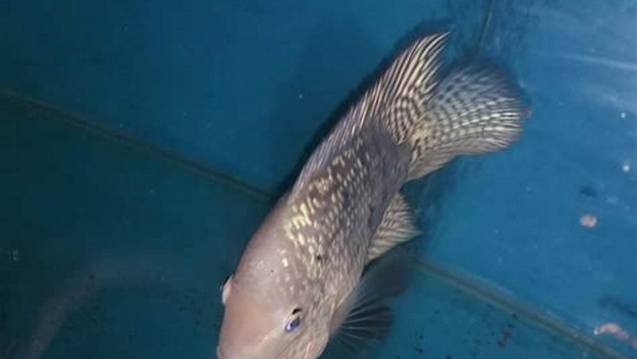 Cara Ajaib Mencerahkan Warna Ikan Louhan, Rahasia Terungkap!