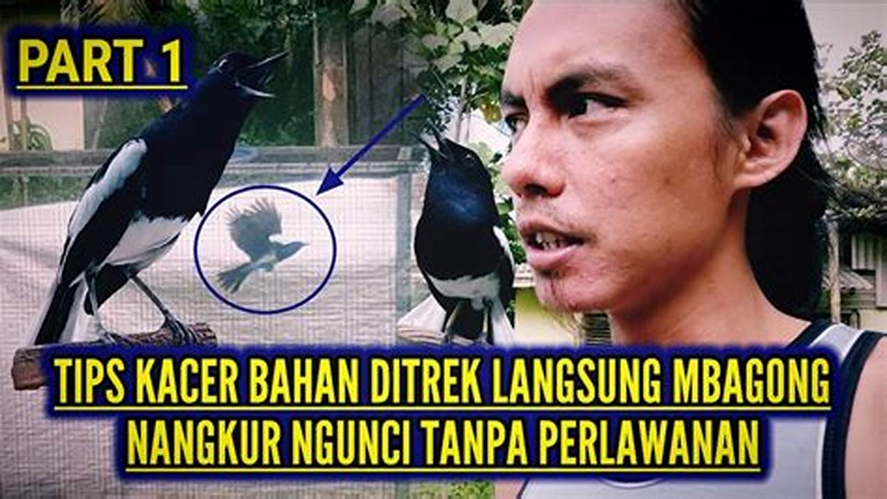 Panduan Lengkap: Cara Mengatasi Burung Kacer Mbagong
