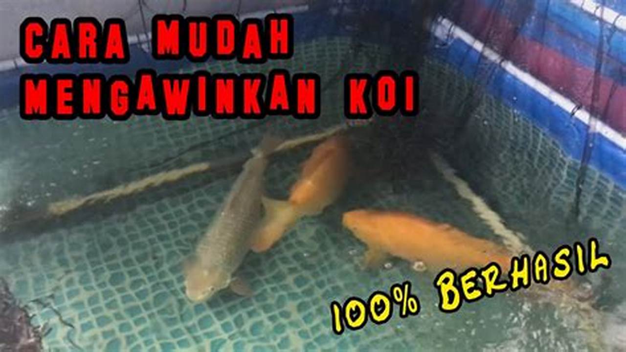 Rahasia Memijahkan Ikan Koi, Temukan Teknik dan Wawasan Baru!