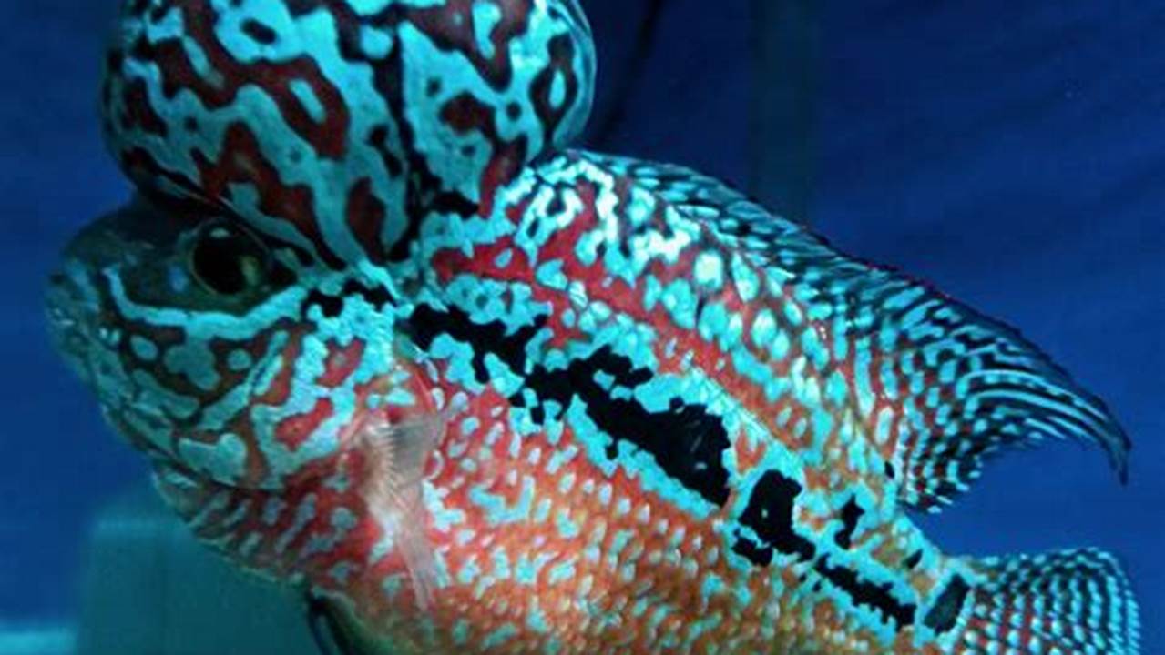 Rahasia Mengubah Sulap Warna Ikan Louhan yang Mengagumkan