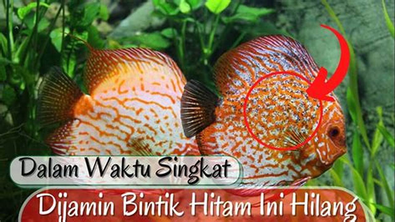 Rahasia Ampuh: Usir Bintik Hitam Ikan Discus Sekarang!