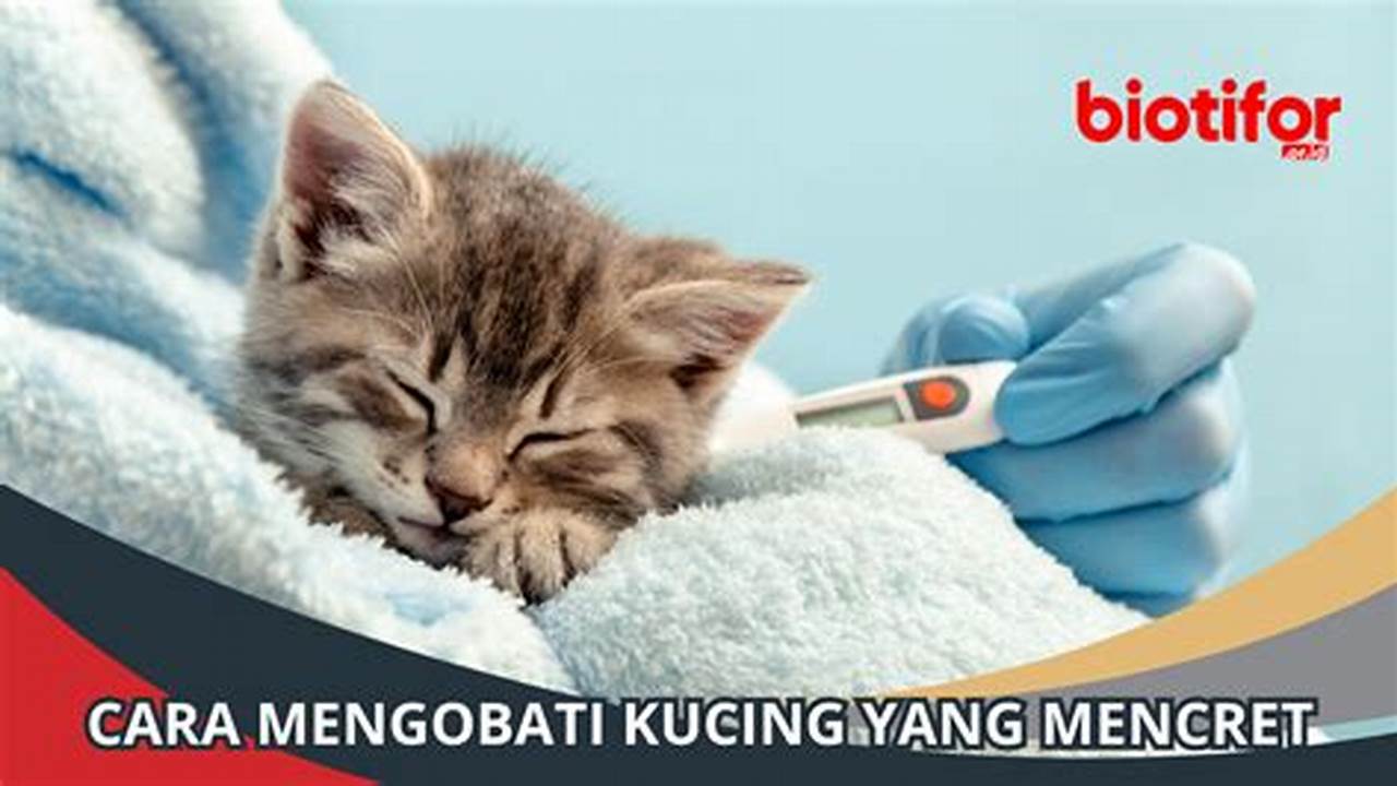 Cara Ampuh Mengatasi Kucing Mencret: Panduan Lengkap