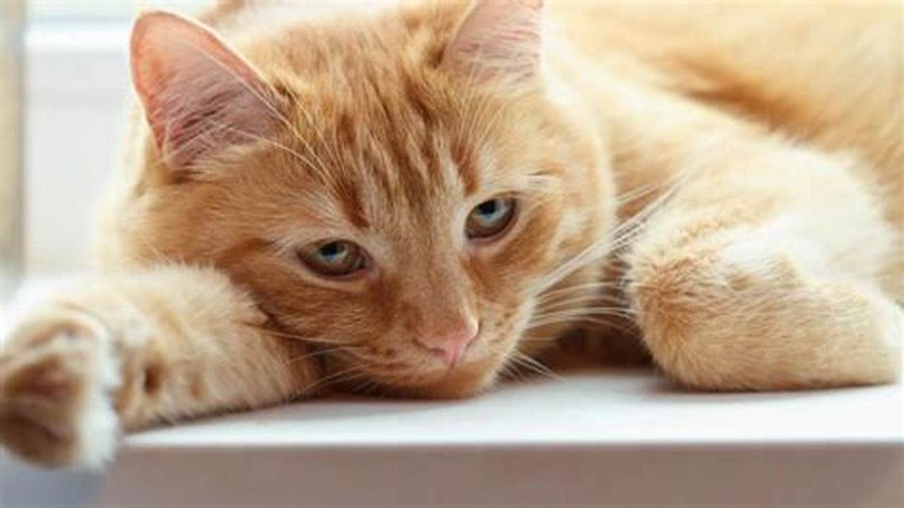 Cara Obati Kucing Sakit Tak Mau Makan: Rahasia Terungkap!