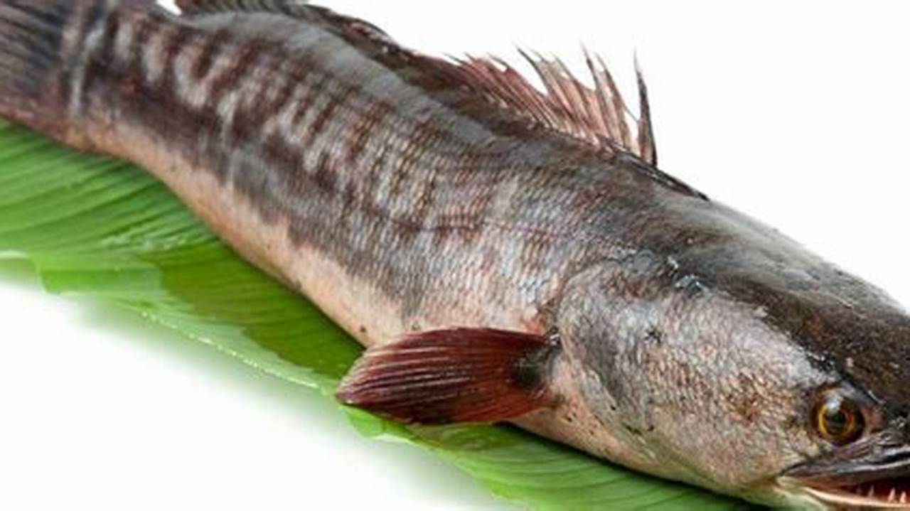 Rahasia Olah Ikan Gabus Lezat untuk Si Kecil, Cerdas dan Sehat!