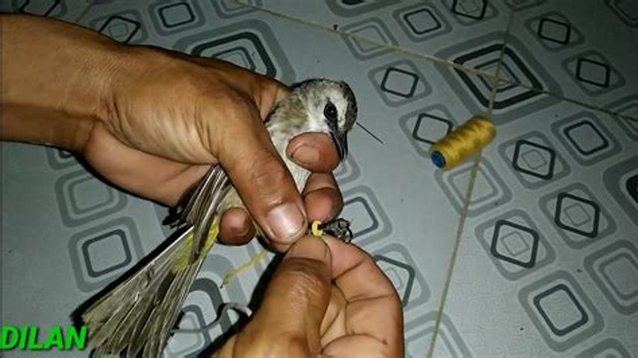 Panduan Menjebak Burung Kutilang Sederhana: Cara Efektif & Aman