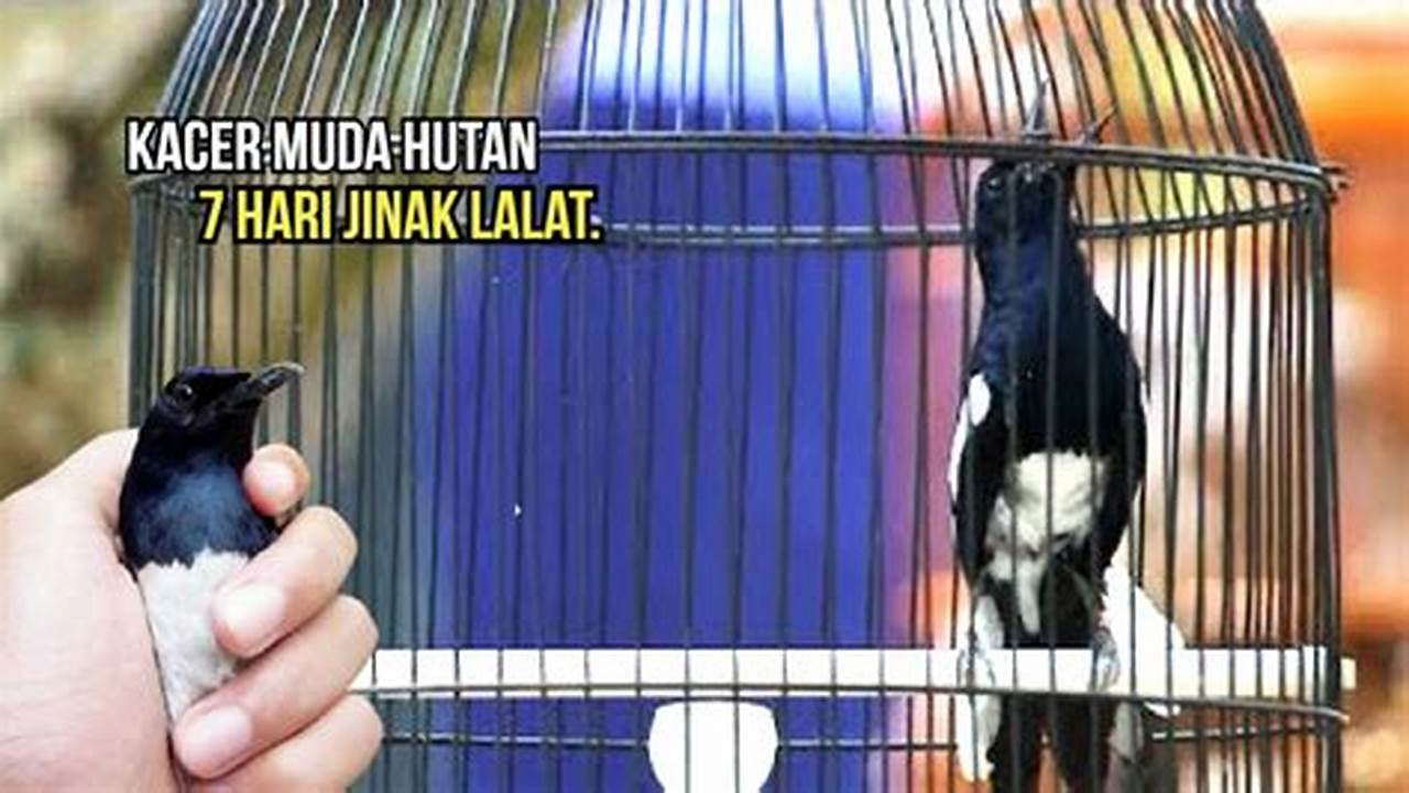 Panduan Menjinakkan Burung Kacer Muda Hutan untuk Pemula