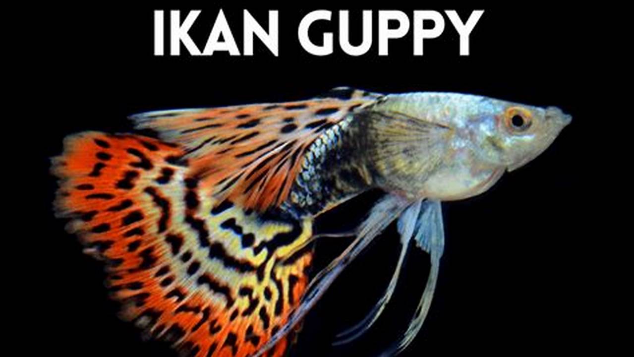 Temukan Rahasia Sukses Menjual Ikan Guppy Online