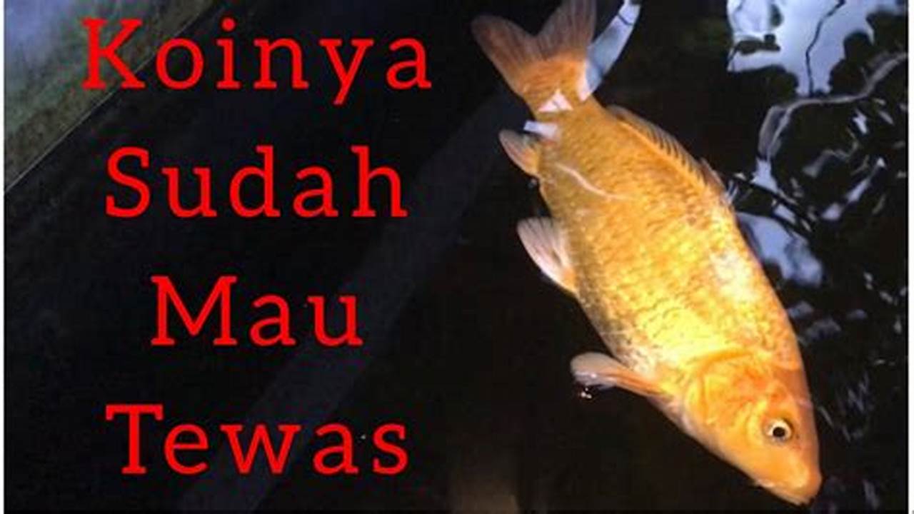 Rahasia Menyelamatkan Ikan Koi yang Sekarat, Penemuan dan Wawasan yang Menjanjikan!